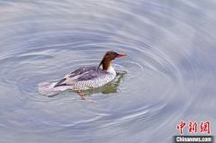 “鸟中大熊猫”中华秋沙鸭现身四川江油涪江